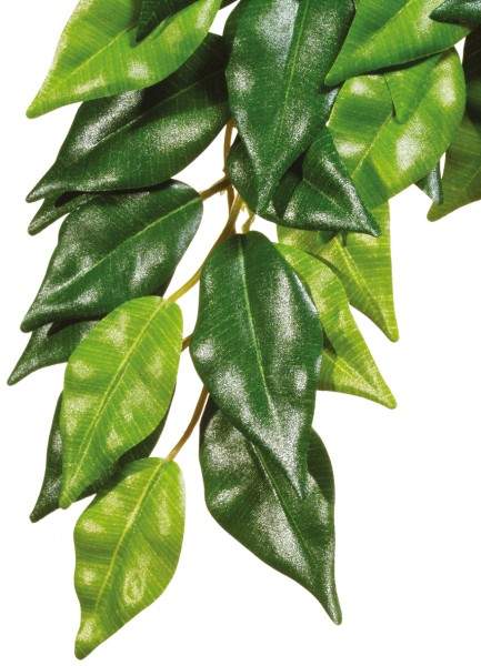Exo Terra Rainforest Hanging Plants Ficus